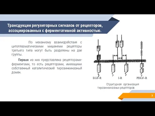 Трансдукция регуляторных сигналов от рецепторов, ассоциированных с ферментативной активностью. По механизму взаимодействия