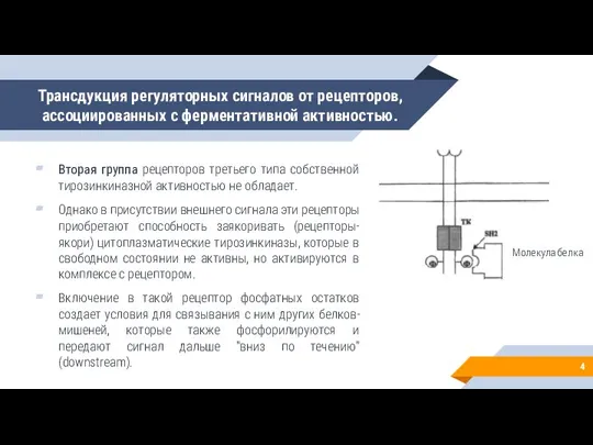 Трансдукция регуляторных сигналов от рецепторов, ассоциированных с ферментативной активностью. Вторая группа рецепторов