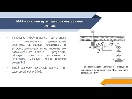 MAP-киназный путь переноса митогенного сигнала Включение MAP-киназного сигнального пути инициируется димеризацией рецептора,