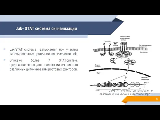 Jak- STAT система сигнализации Jak-STAT система запускается при участии тирозированных протеинкиназ семейства