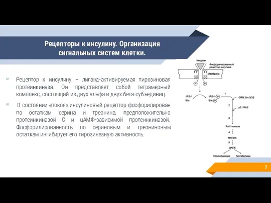 Рецепторы к инсулину. Организация сигнальных систем клетки. Рецептор к инсулину – лиганд-активируемая