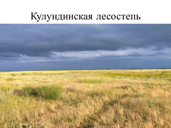 Кулундинская лесостепь