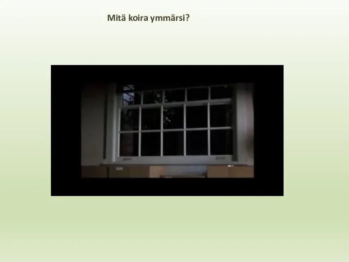 Mitä koira ymmärsi?