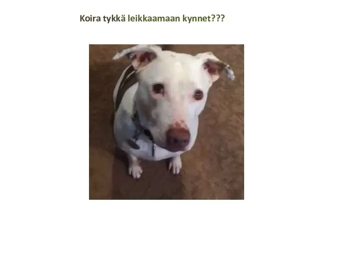 Koira tykkä leikkaamaan kynnet???