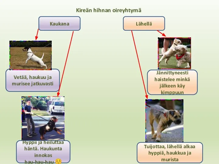 Kireän hihnan oireyhtymä Kaukana Lähellä Vetää, haukuu ja murisee jatkuvasti Hyppii ja