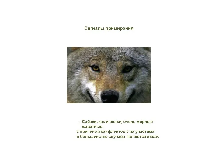 Сигналы примирения Собаки, как и волки, очень мирные животные, а причиной конфликтов