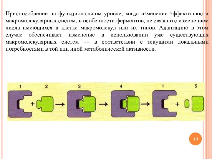 Приспособление на функциональном уровне, когда изменение эффективности макромолекулярных систем, в особенности ферментов,