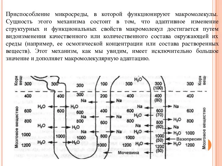 Приспособление микросреды, в которой функционируют макромолекулы. Сущность этого механизма состоит в том,