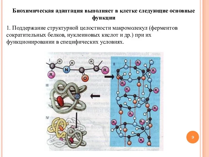 Биохимическая адаптация выполняет в клетке следующие основные функции 1. Поддержание структурной целостности