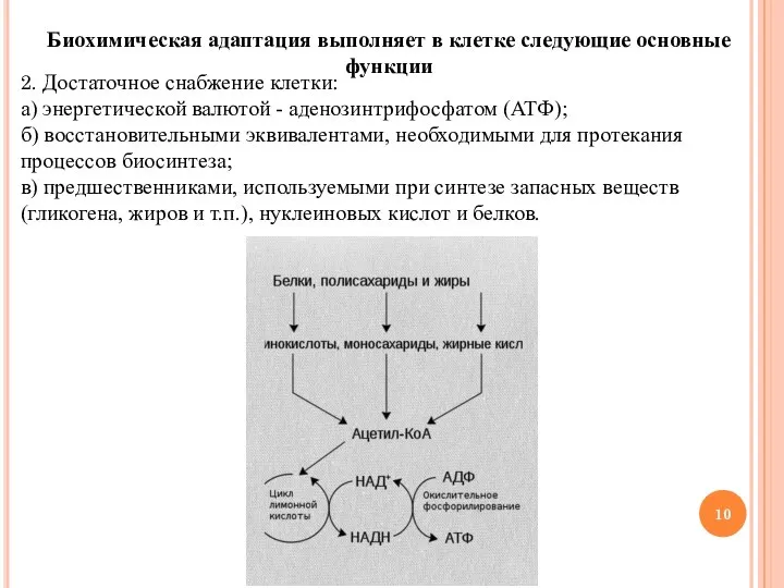 Биохимическая адаптация выполняет в клетке следующие основные функции 2. Достаточное снабжение клетки: