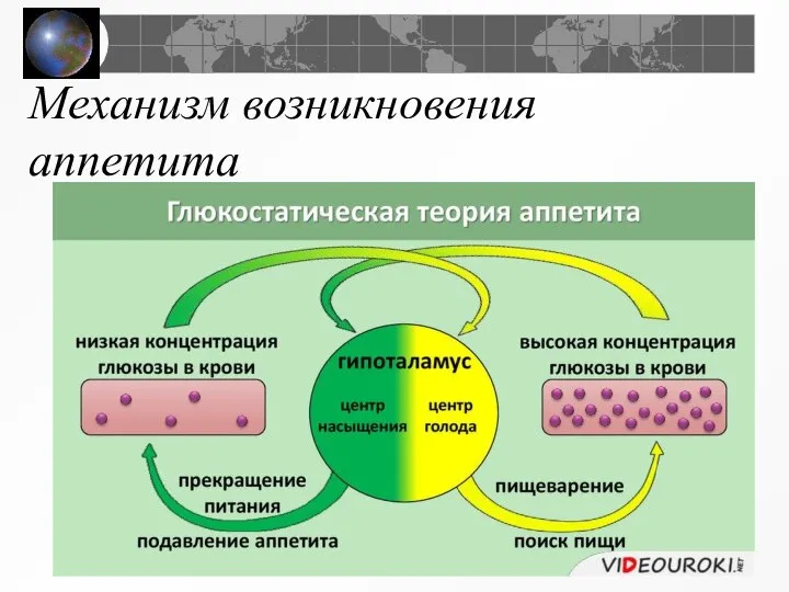 Механизм возникновения аппетита