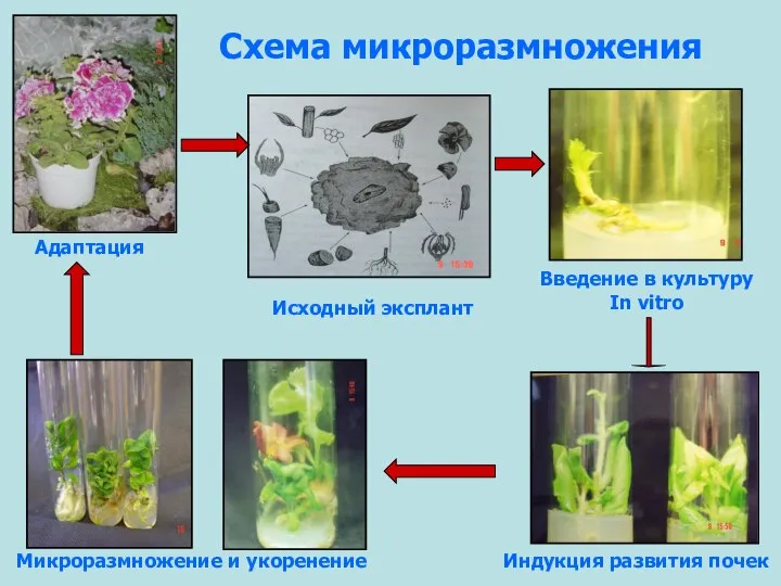 Исходный эксплант Введение в культуру In vitro Индукция развития почек Микроразмножение и укоренение Адаптация Схема микроразмножения