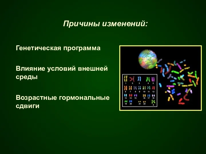 Причины изменений: Генетическая программа Влияние условий внешней среды Возрастные гормональные сдвиги