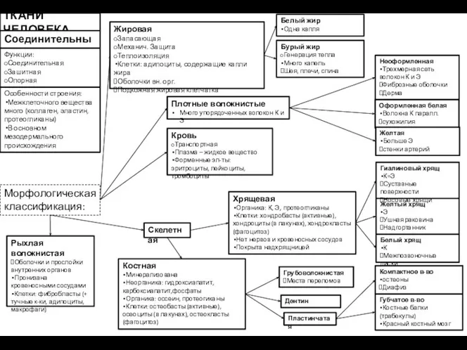 ТКАНИ ЧЕЛОВЕКА Соединительные Особенности строения: Межклеточного вещества много (коллаген, эластин, протеогликаны) В