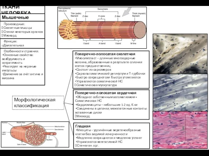 ТКАНИ ЧЕЛОВЕКА Мышечные Производные: Скелетные мышцы Стенки некоторых органов Миокард Особенности строения: