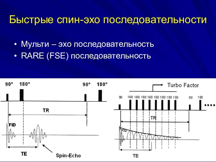 Быстрые спин-эхо последовательности Мульти – эхо последовательность RARE (FSE) последовательность