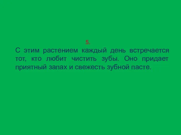 5. С этим растением каждый день встречается тот, кто любит чистить зубы.