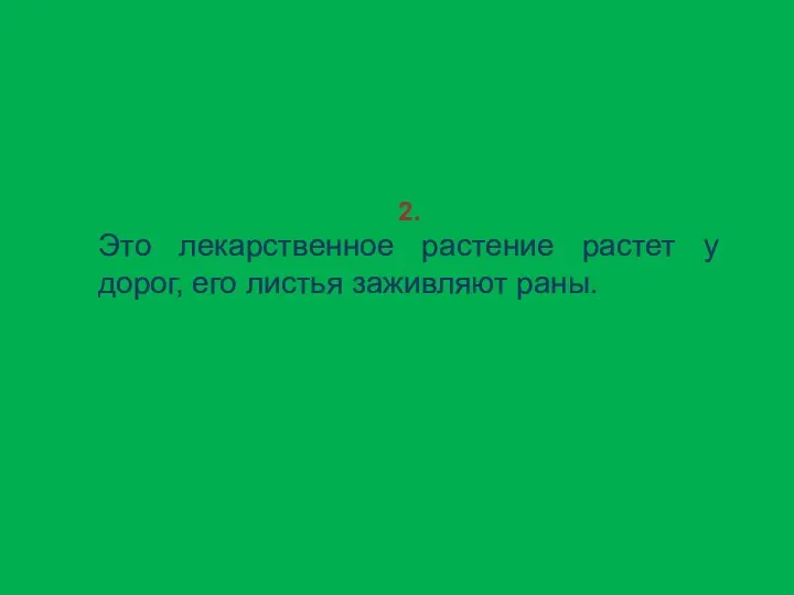 2. Это лекарственное растение растет у дорог, его листья заживляют раны.