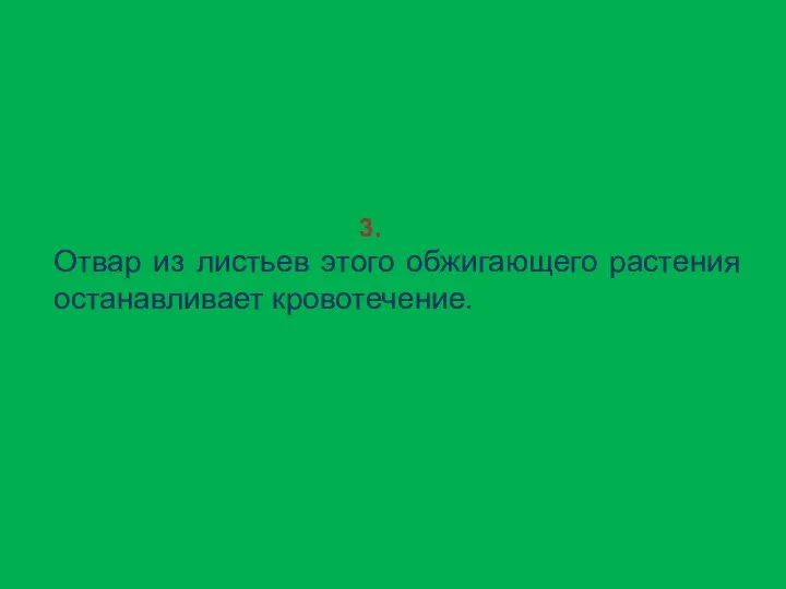 3. Отвар из листьев этого обжигающего растения останавливает кровотечение.