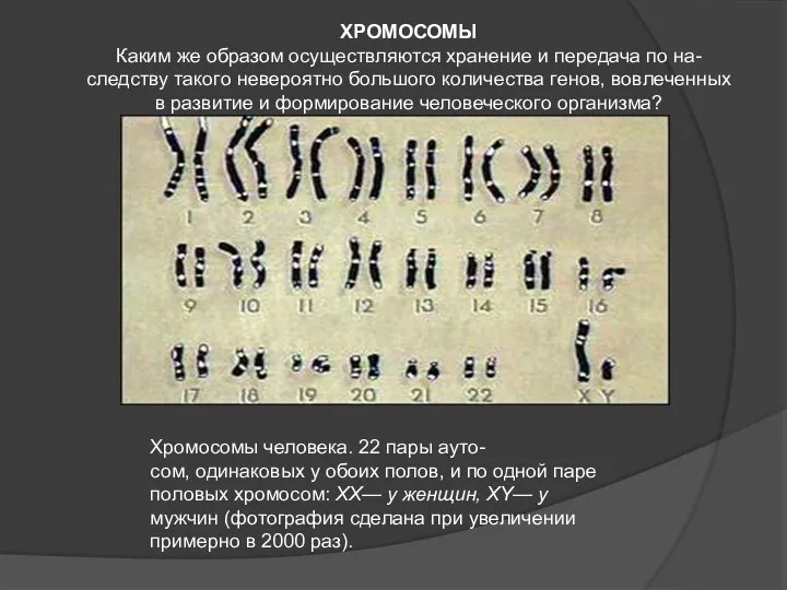 ХРОМОСОМЫ Каким же образом осуществляются хранение и передача по на- следству такого