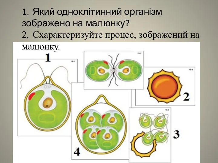 1. Який одноклітинний організм зображено на малюнку? 2. Схарактеризуйте процес, зображений на малюнку.