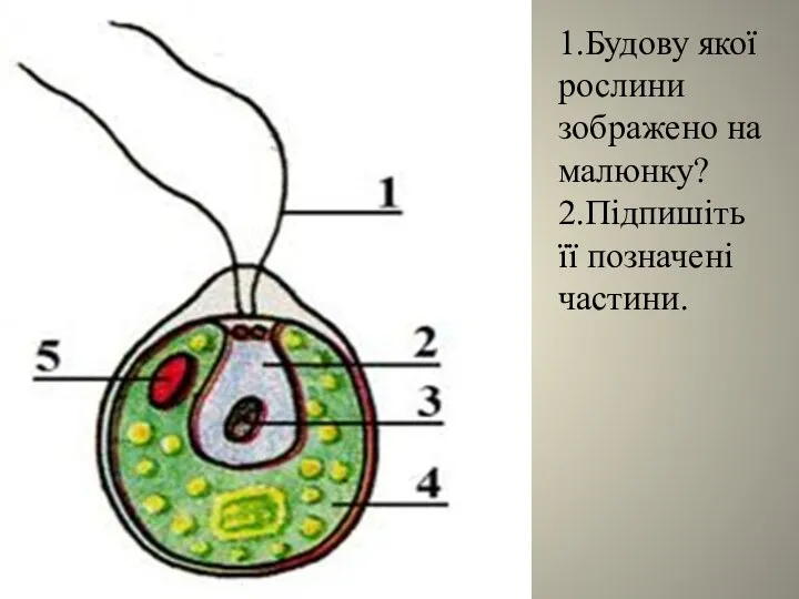 1.Будову якої рослини зображено на малюнку? 2.Підпишіть її позначені частини.