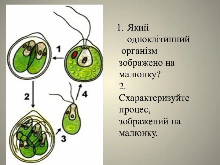 Який одноклітинний організм зображено на малюнку? 2. Схарактеризуйте процес, зображений на малюнку.