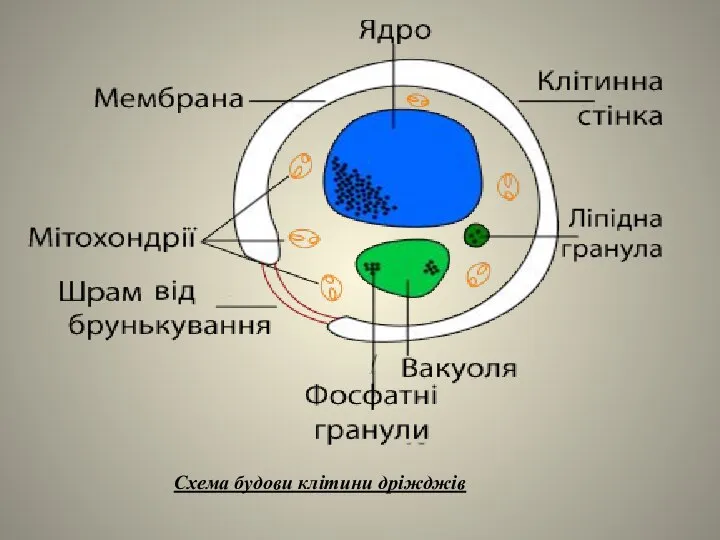 Схема будови клітини дріжджів