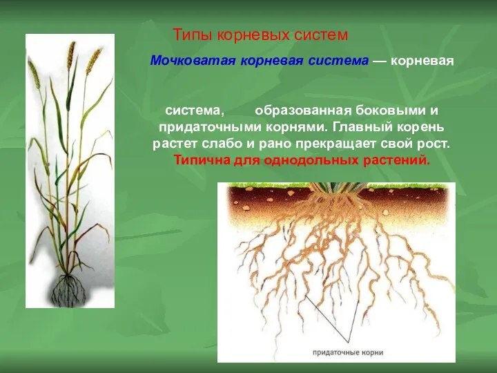 Мочковатая корневая система — корневая система, образованная боковыми и придаточными корнями. Главный