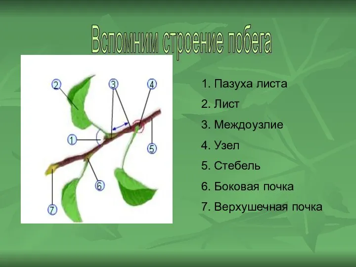 1. Пазуха листа 2. Лист 3. Междоузлие 4. Узел 5. Стебель 6.