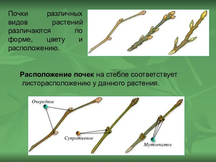 Почки различных видов растений различаются по форме, цвету и расположению. Расположение почек