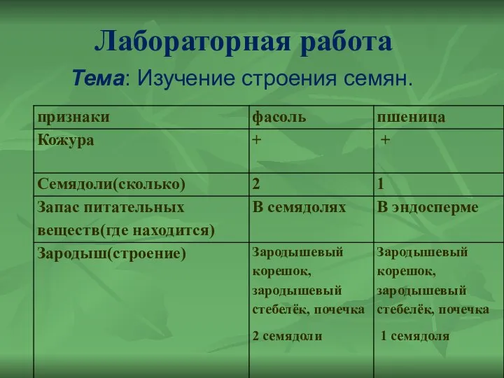 Лабораторная работа Тема: Изучение строения семян.