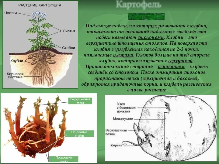 Картофель Подземные побеги, на которых развиваются клубни, отрастают от оснований надземных стеблей;