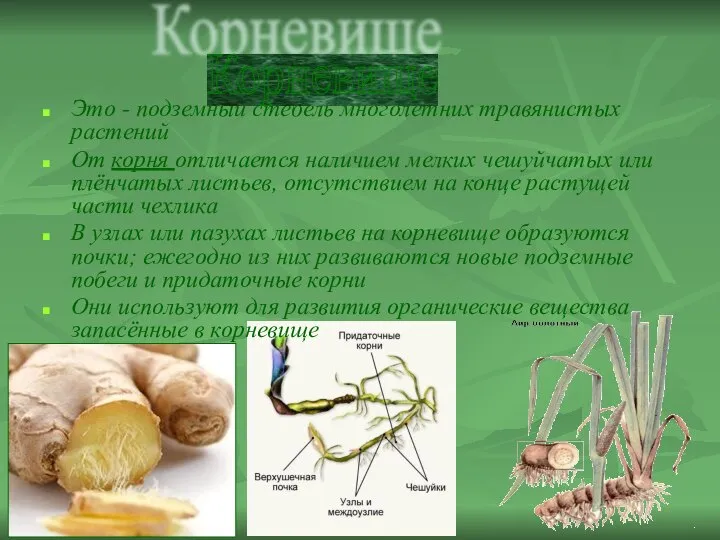 Бочкова И.А. Это - подземный стебель многолетних травянистых растений От корня отличается