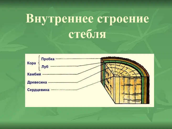 Внутреннее строение стебля