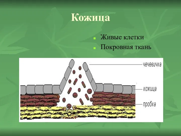 Кожица Живые клетки Покровная ткань