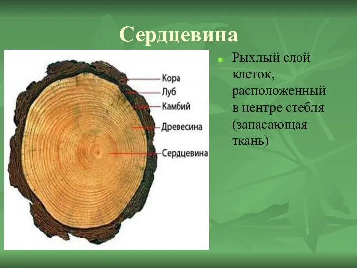 Сердцевина Рыхлый слой клеток, расположенный в центре стебля (запасающая ткань)