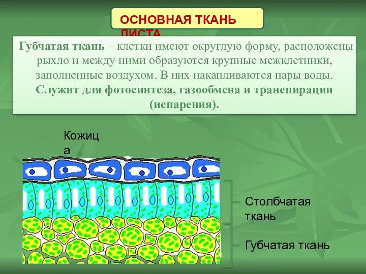 ОСНОВНАЯ ТКАНЬ ЛИСТА Губчатая ткань – клетки имеют округлую форму, расположены рыхло