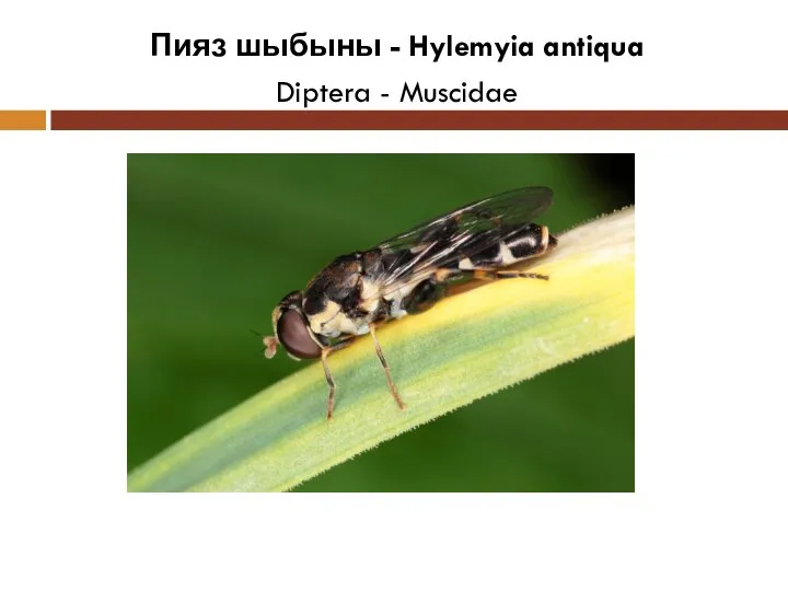 Пияз шыбыны - Hylemyia antiqua Diptera - Muscidae