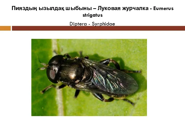 Пияздың ызылдақ шыбыны – Луковая журчалка - Eumerus strigatus Diptera - Syrphidae