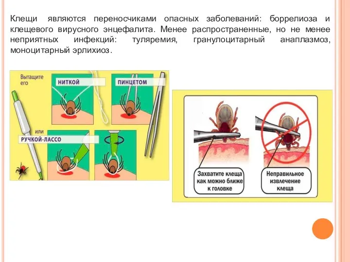 Клещи являются переносчиками опасных заболеваний: боррелиоза и клещевого вирусного энцефалита. Менее распространенные,