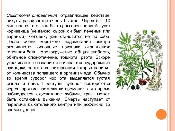 Симптомы отравления: отравляющее действие цикуты развивается очень быстро. Через 5 – 10