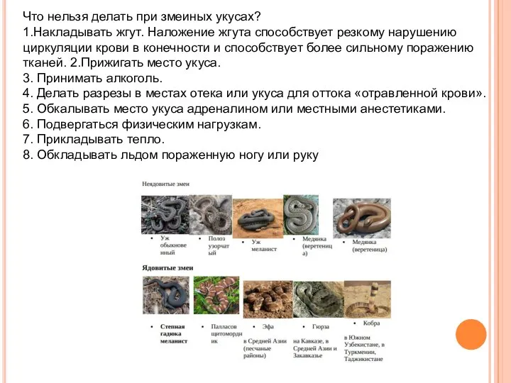 Что нельзя делать при змеиных укусах? 1.Накладывать жгут. Наложение жгута способствует резкому