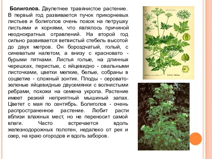 Болиголов. Двулетнее травянистое растение. В первый год развивается пучок прикорневых листьев и