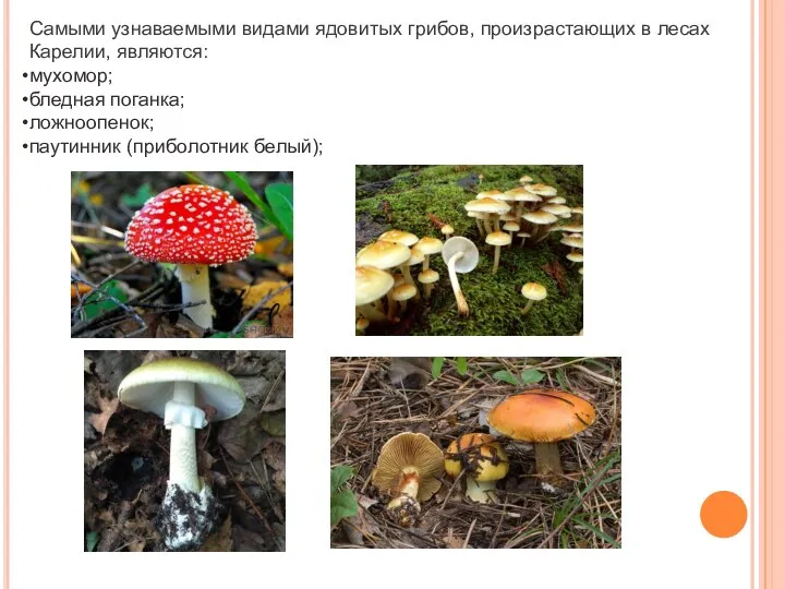 Самыми узнаваемыми видами ядовитых грибов, произрастающих в лесах Карелии, являются: мухомор; бледная