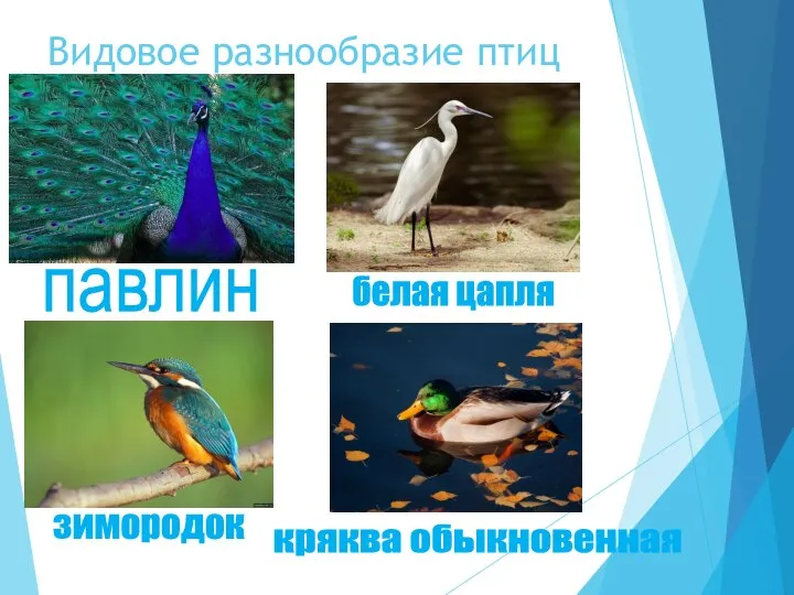 Видовое разнообразие птиц белая цапля павлин кряква обыкновенная зимородок