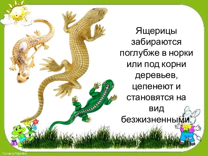 Ящерицы забираются поглубже в норки или под корни деревьев, цепенеют и становятся на вид безжизненными.