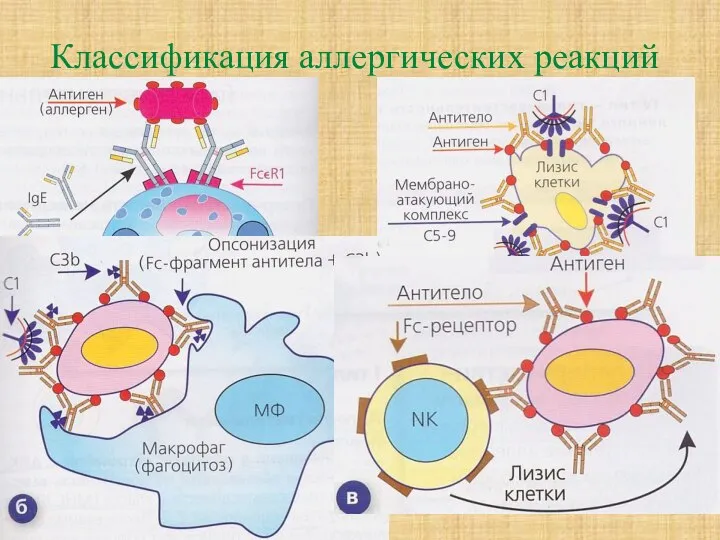 Классификация аллергических реакций