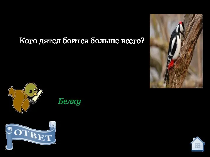 Кого дятел боится больше всего? Белку