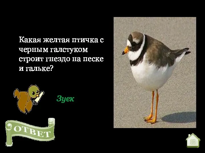 Какая желтая птичка с черным галстуком строит гнездо на песке и гальке? Зуек